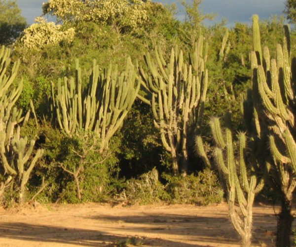 circuito-oeste-ing-juarez