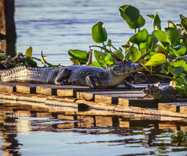 portada-parque-pilcomayo-3