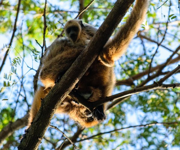 reserva-guaycolec (10)