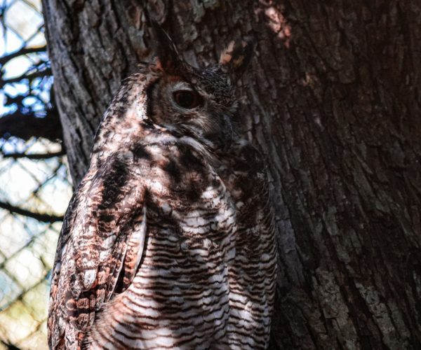 reserva-guaycolec (12)