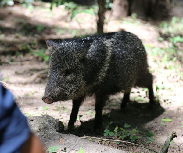 reserva-guaycolec (23)