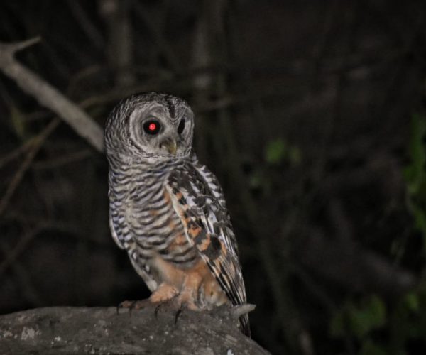 reserva-natural-formosa (6)