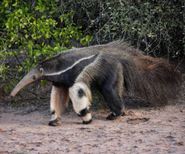 reserva-natural-formosa